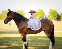 parade-clydesdale-horse