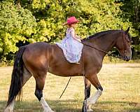 performance-clydesdale-horse