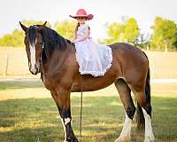 ridden-western-clydesdale-horse