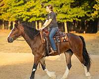 bay-clydesdale-mare