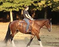 trail-riding-clydesdale-horse