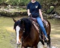 ridden-english-clydesdale-horse