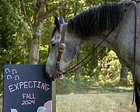 athletic-percheron-horse