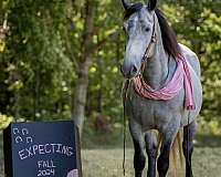 breeding-percheron-horse