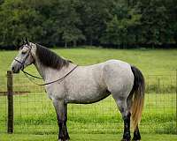 ridden-western-percheron-horse