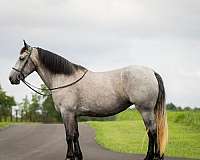 show-percheron-horse