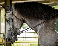 team-driving-percheron-horse