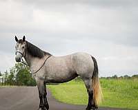 trail-riding-percheron-horse