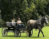 cross-percheron-horse