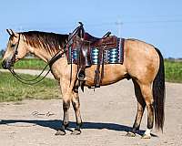 athletic-quarter-horse