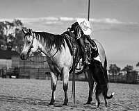 ranch-versatility-quarter-horse