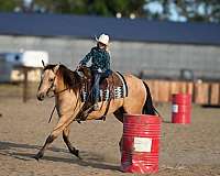 team-penning-quarter-horse