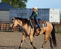 trail-riding-quarter-horse