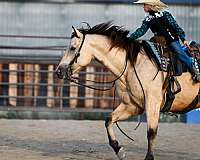 western-riding-quarter-horse