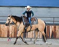 buckskin-quarter-horse-gelding