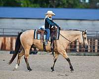 working-cattle-quarter-horse