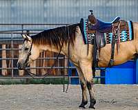 buckskin-all-around-horse