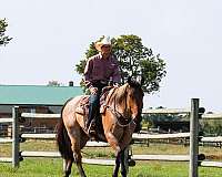 athletic-percheron-horse