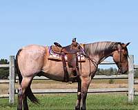 flashy-percheron-horse