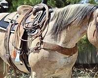 husband-safe-percheron-horse