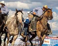 parade-percheron-horse