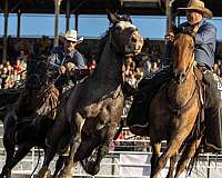 performance-percheron-horse