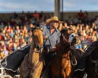 ranch-versatility-percheron-horse