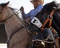 ranch-work-percheron-horse