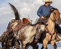 rodeo-percheron-horse