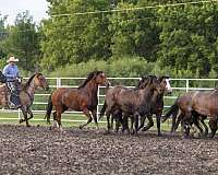 roping-percheron-horse