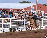 show-percheron-horse