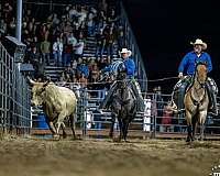 team-penning-percheron-horse