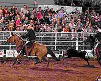 trail-riding-percheron-horse