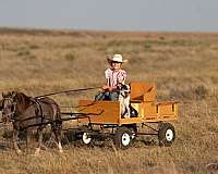 grey-pony-gelding