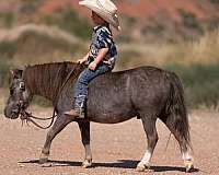 ridden-western-pony