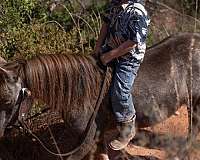 trail-riding-pony