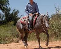 ranch-versatility-quarter-horse