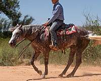 ranch-work-quarter-horse