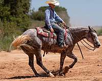 ridden-english-quarter-horse