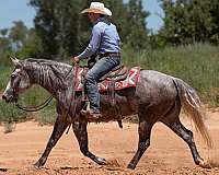 ridden-western-quarter-horse