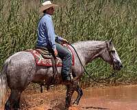 rodeo-quarter-horse