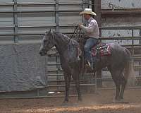 trail-riding-quarter-horse