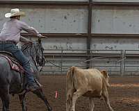 working-cattle-quarter-horse