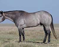 athletic-quarter-horse