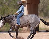 performance-quarter-horse