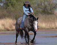 ranch-versatility-quarter-horse