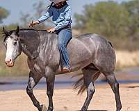 ranch-work-quarter-horse