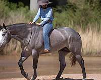 reining-quarter-horse