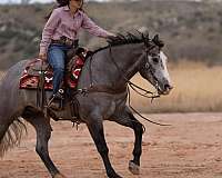 show-quarter-horse