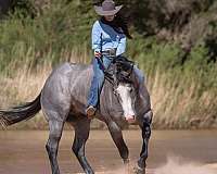 trail-riding-quarter-horse